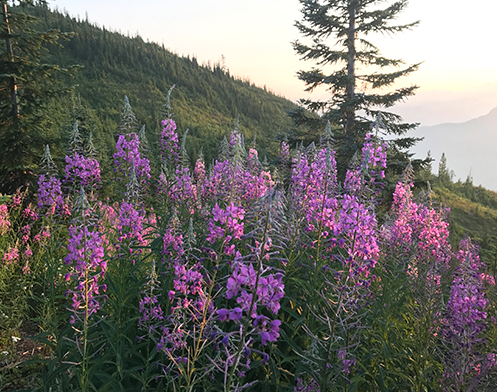 Natural Resources beautiful field of purple Rosebay Willowherb  at the base of a foothill 